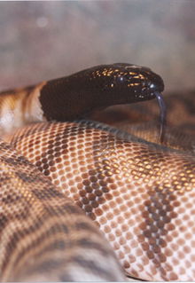 Armadale Reptile & Wildlife Centre - Accommodation QLD 4