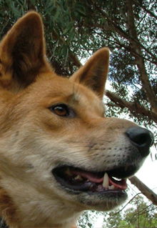 Armadale Reptile & Wildlife Centre - Accommodation QLD 5