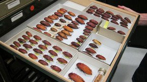 Western Australian Museum - Accommodation QLD 1