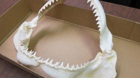 Western Australian Museum - Accommodation QLD 2