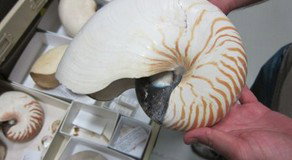 Western Australian Museum - Accommodation QLD 3