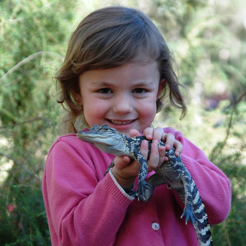 Australian Reptile Park - Accommodation QLD 2