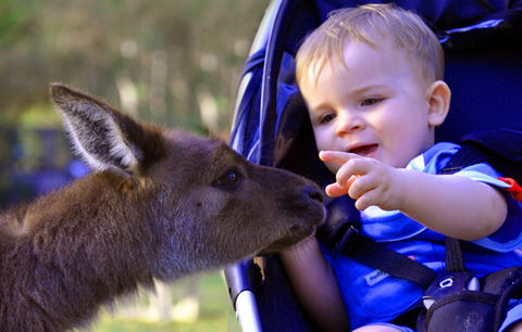 Australian Reptile Park - Accommodation QLD 6