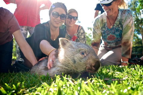 Australian Reptile Park - Accommodation QLD 10