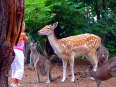 Birdland Animal Park - Accommodation QLD 4