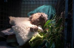 Jirrahlinga Koala & Wildlife Sanctuary - Accommodation QLD 3