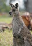 Jirrahlinga Koala & Wildlife Sanctuary - Accommodation QLD 4