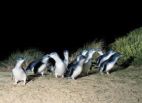Phillip Island Penguin Parade - Accommodation QLD 3