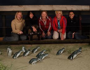 Phillip Island Penguin Parade - Accommodation QLD 4