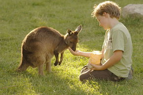 Cleland Wildlife Park - Accommodation QLD 4