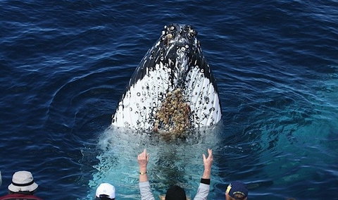Spirit Of Gold Coast Whale Watching - Accommodation QLD 1