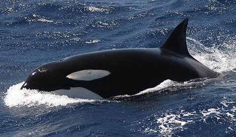 Spirit Of Gold Coast Whale Watching - Accommodation QLD 2