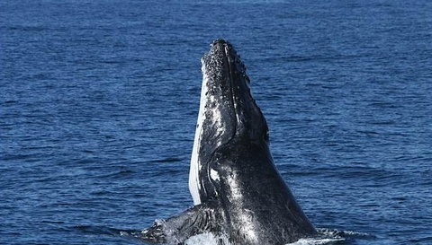Spirit Of Gold Coast Whale Watching - Accommodation QLD 3
