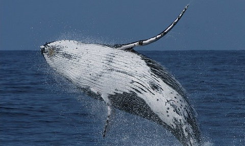 Spirit Of Gold Coast Whale Watching - Accommodation QLD 4