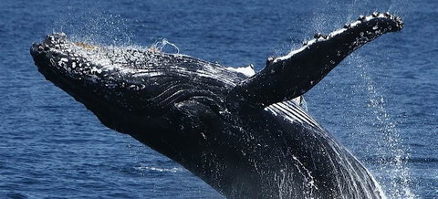 Spirit Of Gold Coast Whale Watching - Accommodation QLD 5