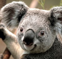 Potoroo Palace - Accommodation QLD