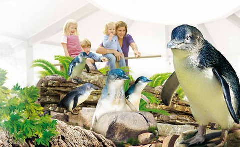 Manly SEA LIFE Sanctuary - Accommodation QLD 1