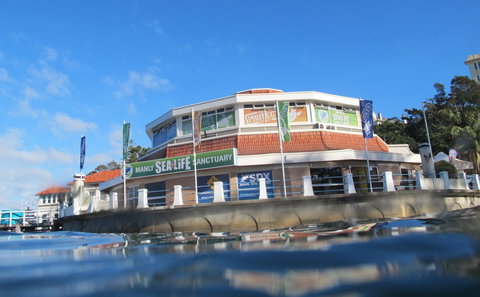 Manly SEA LIFE Sanctuary - Accommodation QLD 2