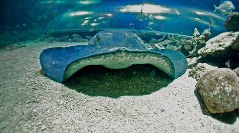 Manly SEA LIFE Sanctuary - Accommodation QLD 3