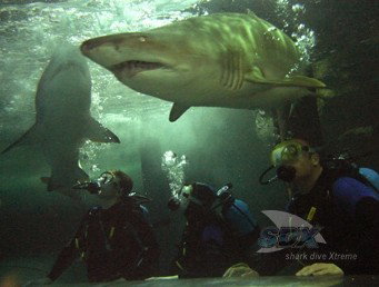 Manly SEA LIFE Sanctuary - Accommodation QLD 5