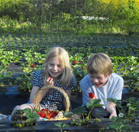 Blue Hills Berries  Cherries - Accommodation QLD