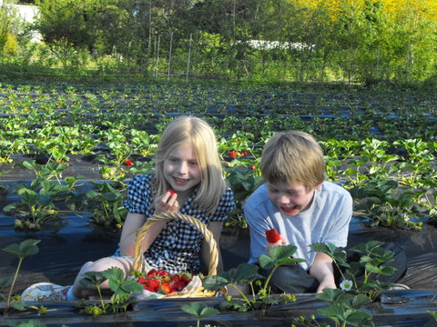 Blue Hills Berries & Cherries - Accommodation QLD 0