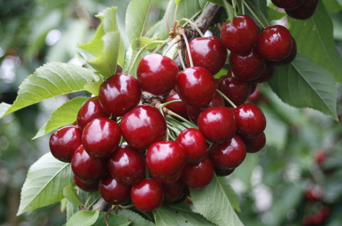 Blue Hills Berries & Cherries - Accommodation QLD 2