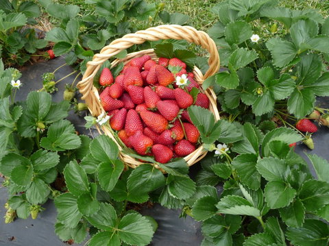Blue Hills Berries & Cherries - Accommodation QLD 3