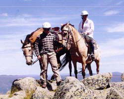 High Country Horses - Accommodation QLD 3