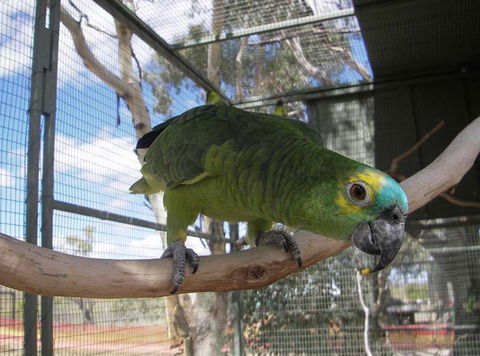 Darling Downs Zoo - Accommodation QLD 1