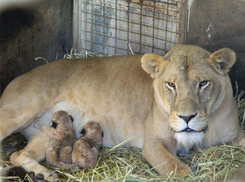 Darling Downs Zoo - Accommodation QLD 2