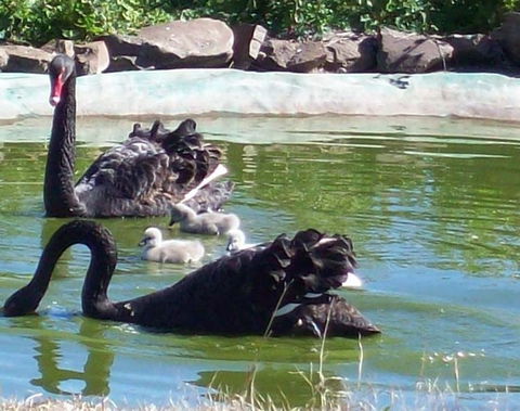 Darling Downs Zoo - Accommodation QLD 3