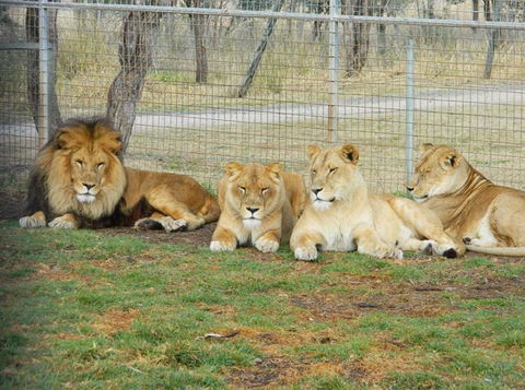 Darling Downs Zoo - Accommodation QLD 4