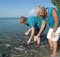 Aquascene Fish Feeding Sanctuary - Accommodation QLD