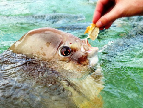 Aquascene Fish Feeding Sanctuary - Accommodation QLD 1