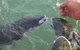 Aquascene Fish Feeding Sanctuary - thumb 2