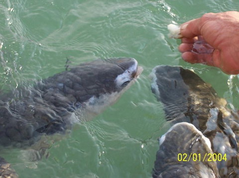Aquascene Fish Feeding Sanctuary - Accommodation QLD 2
