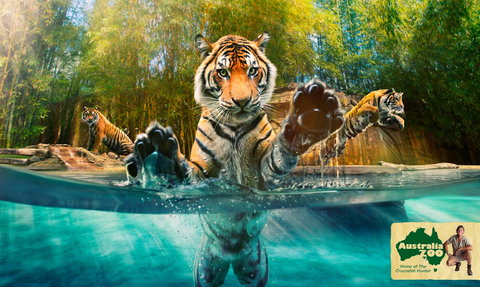 Australia Zoo - Accommodation QLD 9