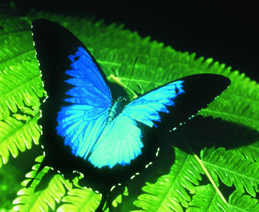 Australian Butterfly Sanctuary - Accommodation QLD