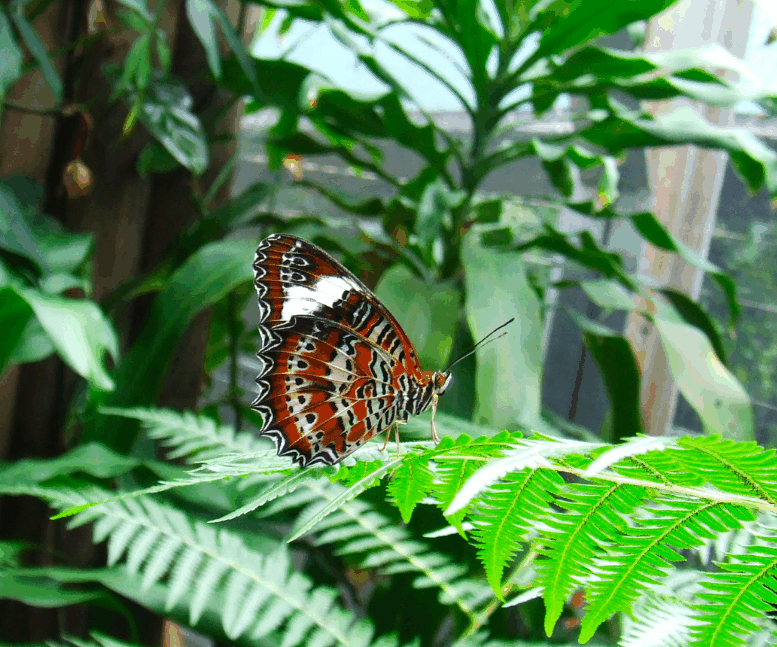 Australian Butterfly Sanctuary - Accommodation QLD 1