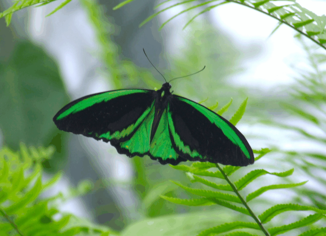 Australian Butterfly Sanctuary - Accommodation QLD 2