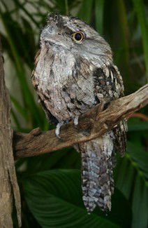 Currumbin Wildlife Sanctuary - Accommodation QLD 2