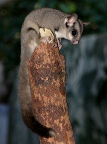 Currumbin Wildlife Sanctuary - Accommodation QLD 3