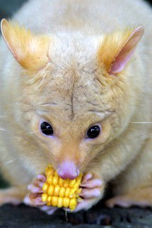 Currumbin Wildlife Sanctuary - Accommodation QLD 4