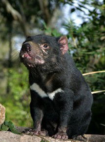 Currumbin Wildlife Sanctuary - Accommodation QLD 7