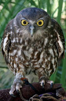 Currumbin Wildlife Sanctuary - Accommodation QLD 9