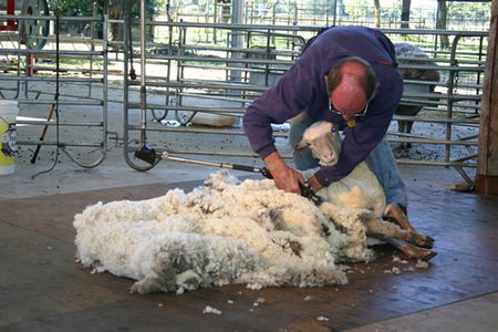 Caversham Wildlife Park - Accommodation QLD 3