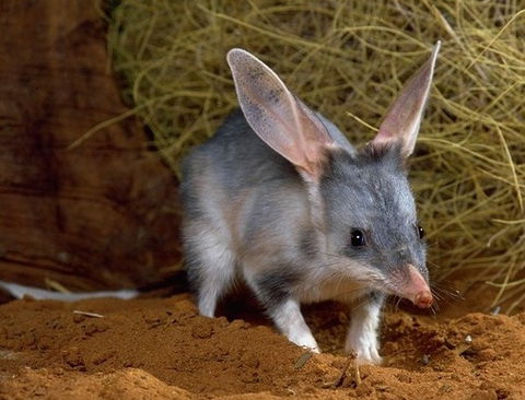 David Fleay Wildlife Park - Accommodation QLD 2