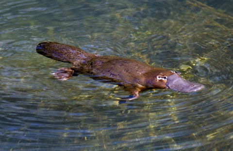 David Fleay Wildlife Park - Accommodation QLD 4