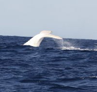 Australian Whale Watching - Accommodation QLD